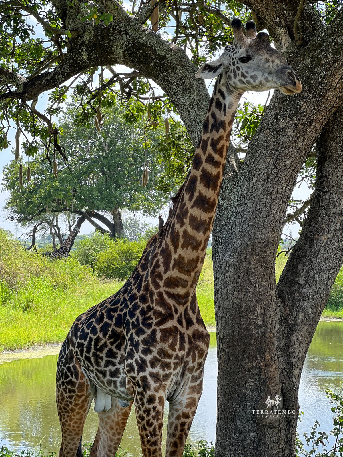 Kenya