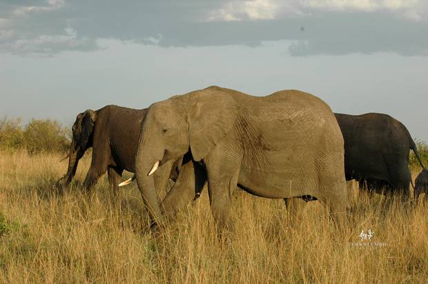 Elephants