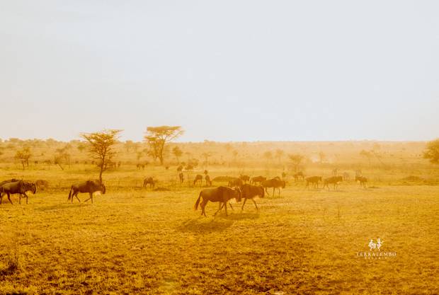 Wildebeest, Serengeti
