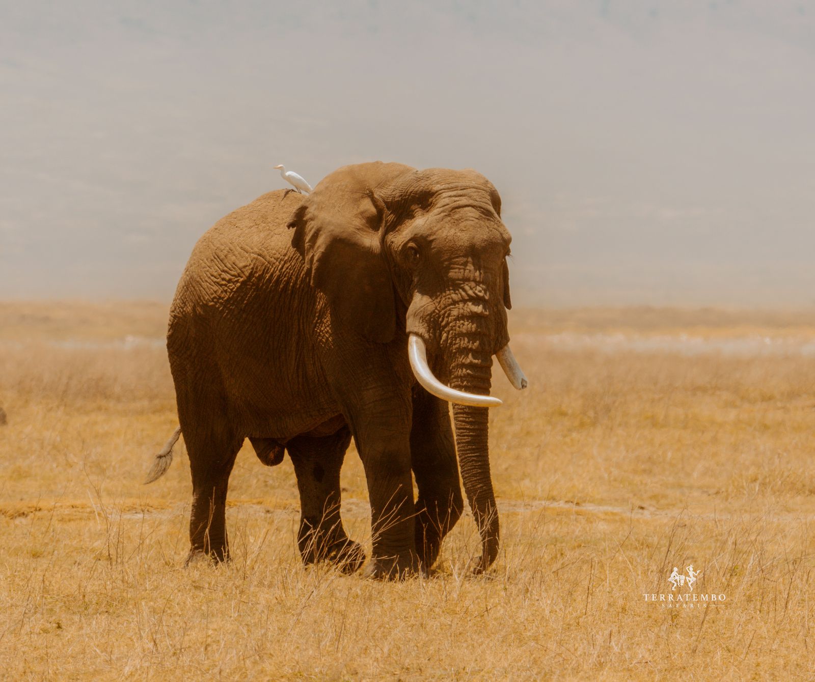 East African plains at golden hour