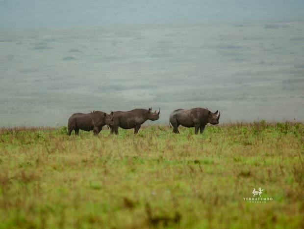 Black rhino