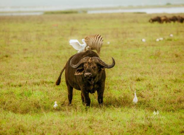 Buffalo and cattle egrets