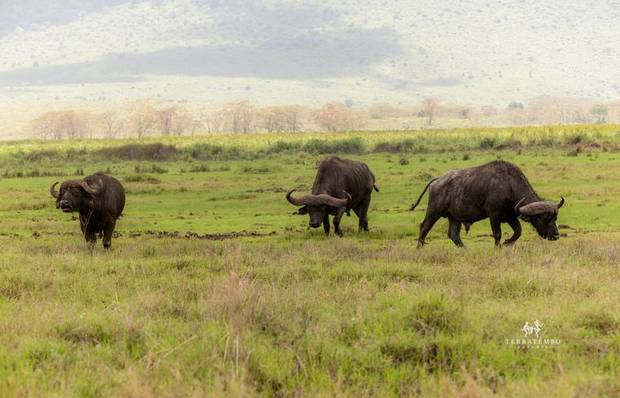 Buffalo herd