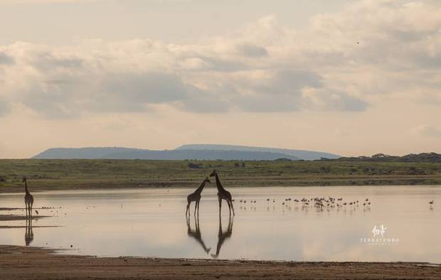 Giraffes at the lake shore