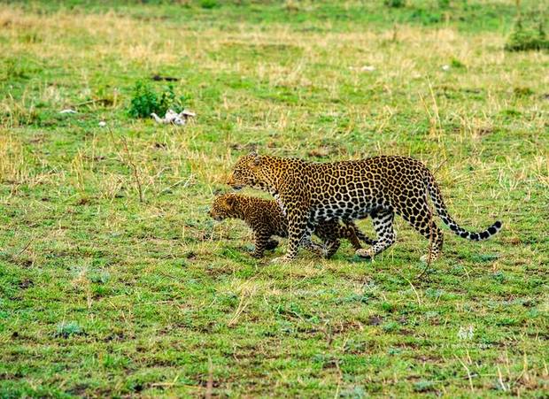 Leopard and cub