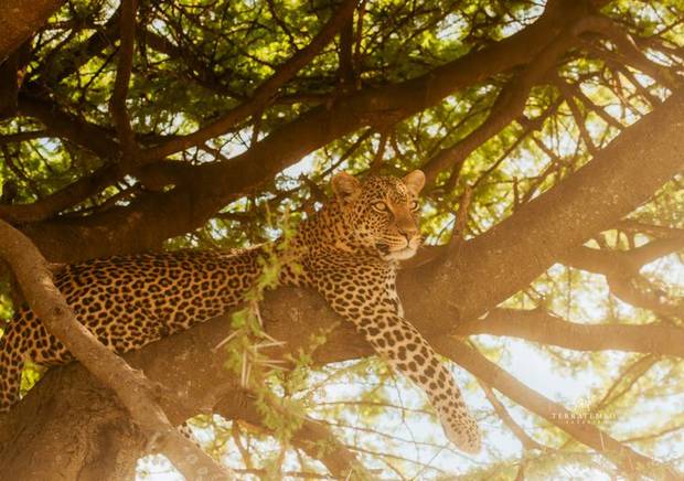 Leopard in the tree