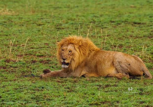 Lion in the green season