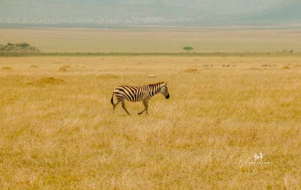 Zebra in golden grass