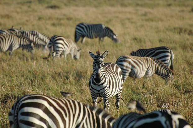Zebra herd