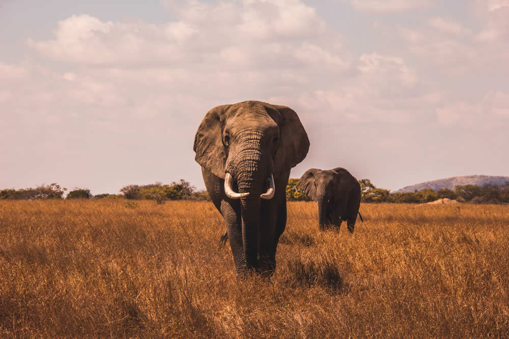 Malaika Safari