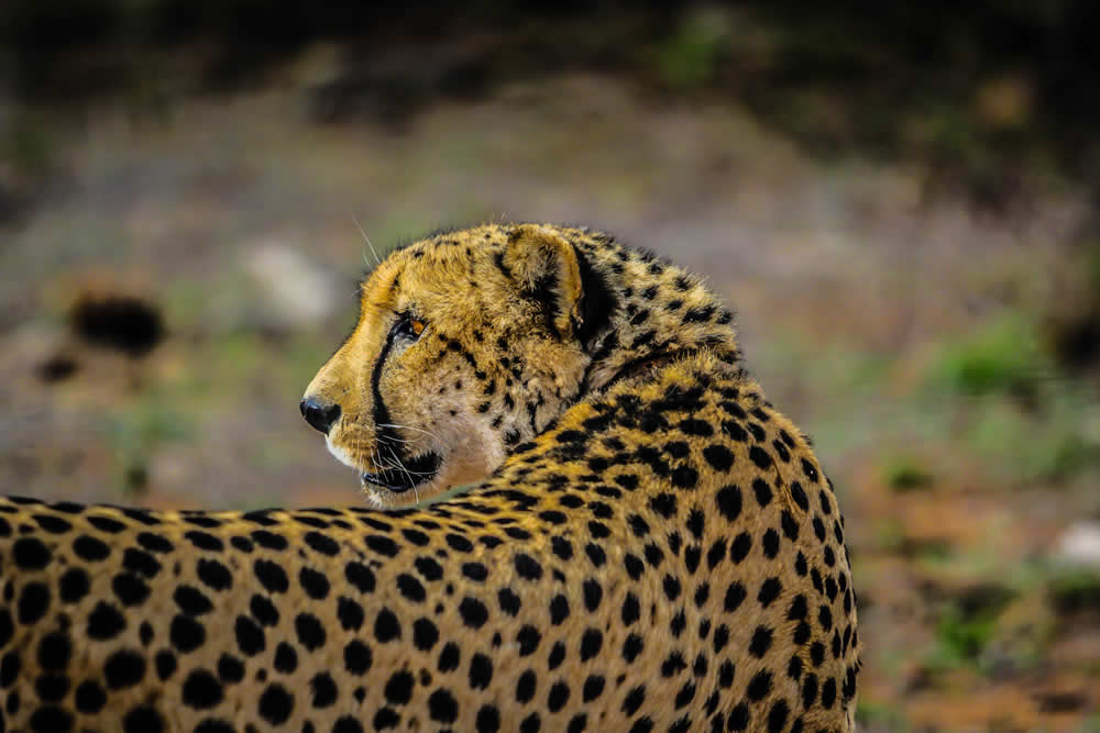 Malaika Safari