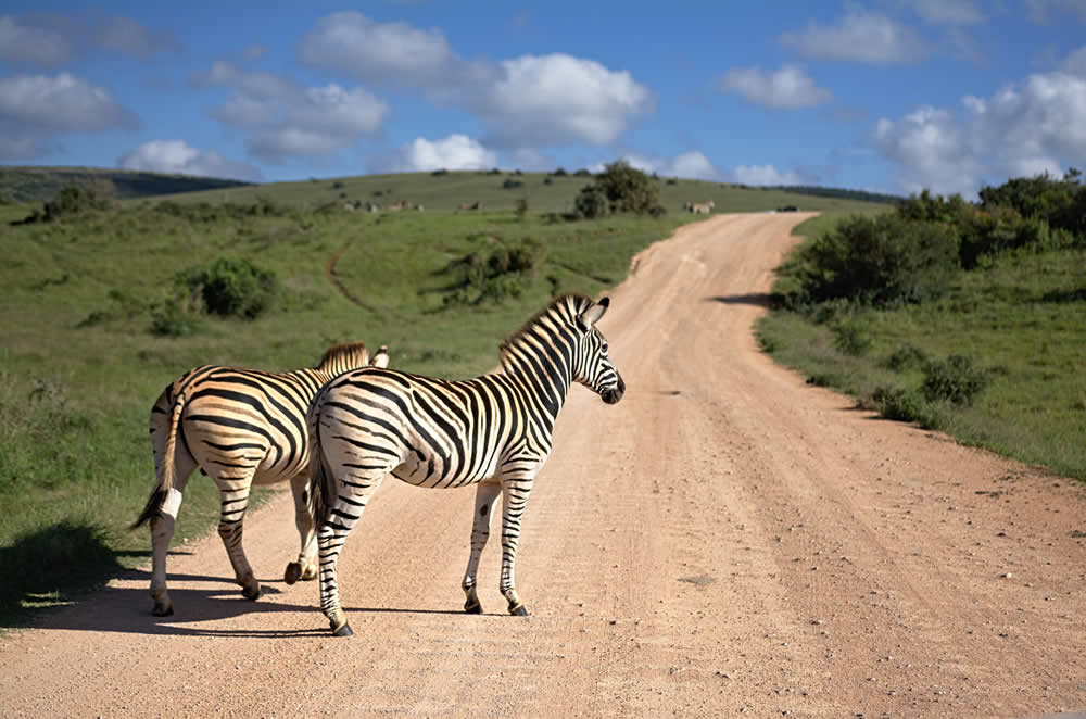 Malaika Safari
