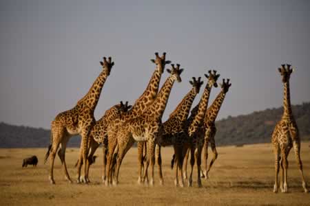 Serengeti Tanzania6
