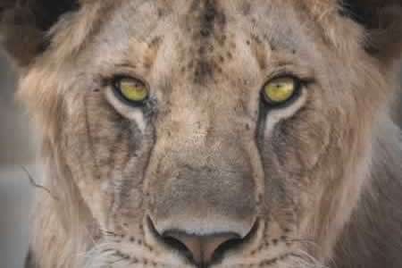Serengeti Tanzania7