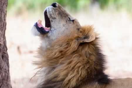 Serengeti Tanzania