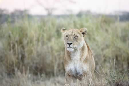 Serengeti Tanzania2