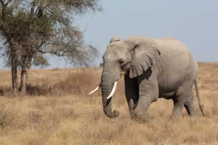 Serengeti Tanzania3