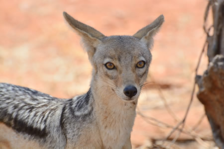 Tanzania6